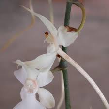 Image result for Aerangis kotschyana