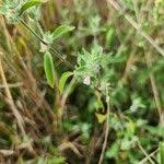 Image result for Justicia heterocarpa