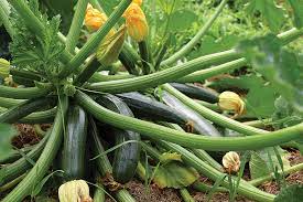 When do zucchini start to grow. Copyright By Maxpixel