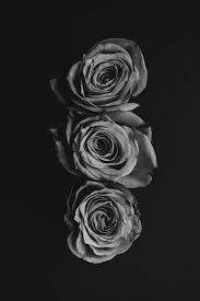 Pin By Ngaatendwe Taruvinga On Wallpapers In 2020 Black And White Roses Black And Grey Rose Black And White Aesthetic