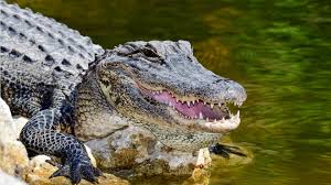 This alligator was found between lakeland and winter haven florida near the house of anita and charlie rogers, who could hear the beast bellowing in the night. Central Florida Family Says Their Yorkie Survived Backyard Alligator Attack Wftv