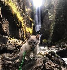 Dunyayi Beraber Kesfetmeyi Seven Maceraperest Kedi Ve Kopek Kediler Ve Yavrulari Kedi Kopek Kedi