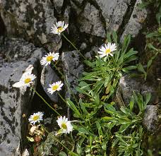 Image result for Oxyanthus zanguebaricus