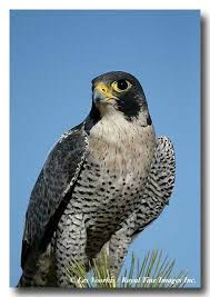 Peregrine Falcon Birds Of Prey New York Peregrine Falcon Peregrine Falcon Pet Birds Wild Birds