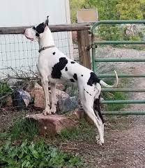 With coat colors of fawn, brindle, mantle, blue, harlequin, and black; Sweetheart The Harlequin Great Dane Great Dane Great Dane Breeders Black Great Danes