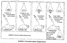 Describe The Experiment Performed By Griffith What Conclusions Did The Infer From His Observations