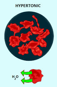 Unless an animal cell (such. Solved What Will Happen If An Animal Cell Is Placed In A Solut Self Study 365