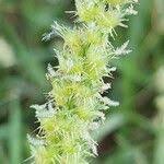 Image result for Cenchrus geniculatus