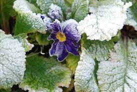 7 Easy Winter Plant Protection Ways From Unexpected Frost In 2020 Winter Plants Fall Plants Plants