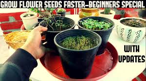 Lobelias are easily grown from seed. How To Grow Flower Seeds Faster Beginners Special Youtube