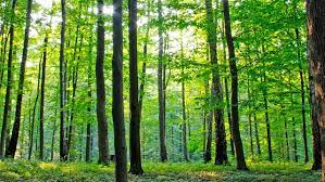 Camera deputaților a adoptat, în calitate de for decizional, proiectul de modificare a ordonanței de urgență privind. PÄƒdurarii DotaÈ›i Cu Arme Letale A Fost Modificat Statutul Personalului Silvic Bistriteanul Afla Primul