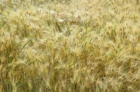 It is one of the most resistant crops, able to adapt to different soil types and cold and rainy weather. When Should I Plant Winter Rye Grass How To Grow Winter Rye Cover Crops