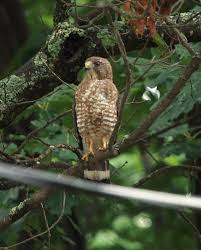 How Much Weight Can A Hawk Carry?
