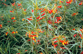 Image result for Scleria laxiflora