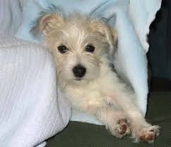 Black And White Maltese Chihuahua Mix Pin On Aww Cute Stuff
