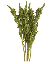 Image result for Amaranthus