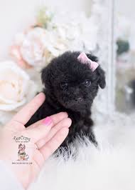 Free shipping on orders over $25 shipped by amazon. Black Teacup Puppy