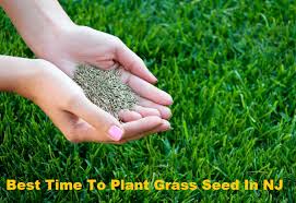 Maybe you would like to learn more about one of these? Best Time To Plant Grass Seed In Nj New Jersey Areas