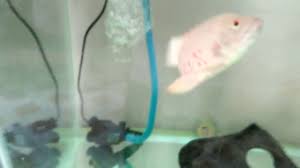 Ikan oscar ini juga termasuk ke dalam kelas osteichtyes karena pertulangannya mereka bergaris, dengan warna bergelombang putih dan oranye. Makanan Ikan Oscar Albino Youtube