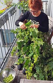 Hopfenernte Auf Dem Balkon Ernte Hopfen Balkon