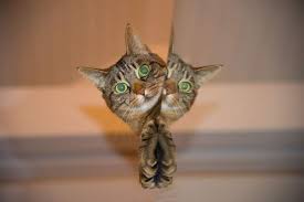 Ruyada Uyuyan Kedi Yavrusu Gormek Ruyandagor Com