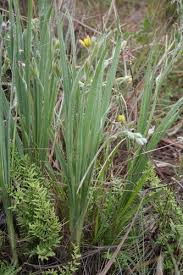 Image result for Hypoxis rigidula