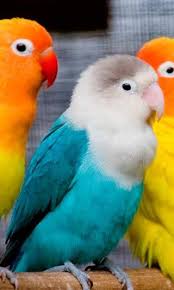 Birds You Can Have As Pets Stunning Wallpapers And Themes For Htc Smartphones Dzinepress Pet Birds Animals Beautiful Animals