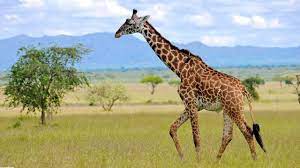 Sukeltajat pimeän aineen ja energian akanvirrassa. A Girafa O Som Da Girafa Fatos E Curiosidades Sobre As Girafas Youtube