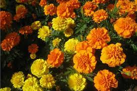 Marigold Farming Information Detailed Guide Agri Farming