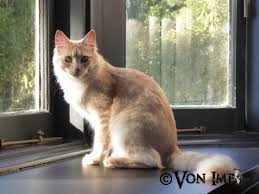 Cream Smoke Angora Cats Turkish Angora Cat Pets Cats