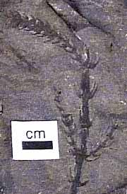 Image result for Stemodiopsis