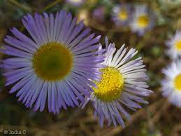 The Asteraceae Or Compositae Commonly Referred To As The Aster Daisy Composite 4 Or Sunflower Family Are An Exce Planting Flowers Sunflower Family Plants