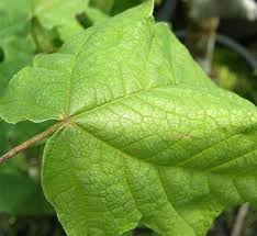 Acer platanoides 'Deborah'