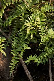 Image result for Ampelopteris