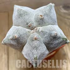 Image result for Trochomeria macrocarpa