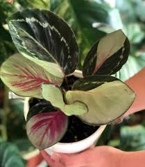Calathea Instagram In 2020 Little Plants Plants House Plants