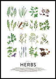 Culinary Herbs Posters In The Group Posters Prints Sizes 30x40cm 11 8x15 7 Herb Art Culinary Herbs Online Wall Art