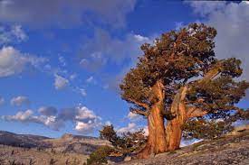 Takes into account daylight saving time (dst). The Junipers Classic Western Trees Desertusa