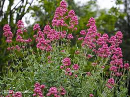 Image result for Centranthus