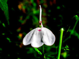 Image result for Rhinacanthus submontanus