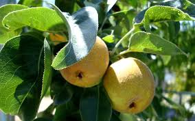 Image result for Pyrus pyrifolia