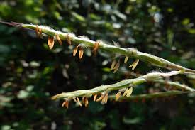 Image result for Andropogon