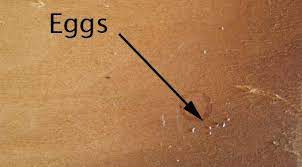 how to tell if you have bed bugs check for bed bugs rid of bed bugs bed bugs bed bug bites