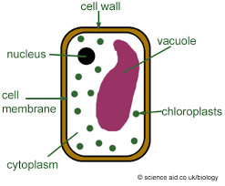 Idea For Green Schools Sub Brand Plant And Animal Cells Simple Plant Cell Cell Diagram