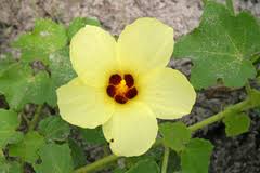 Image result for Hibiscus schinzii