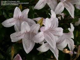 Image result for Mackaya