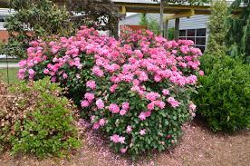 The eggs hatch into larvae called rose slugs that chew away at the leaves from the undersides, leaving little windows and holes. How To Care For Your Knockout Roses Termites Treatment