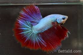 Ikan Cupang Halfmoon Dragon Hm42 Warna Dominan Merah Kondisi Ikan Sehat Bertubuh Proporsional Sisik Mengkilap Sirip Ikan Balance D Ikan Cupang Betta Ikan