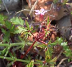Image result for Geranium ocellatum