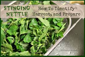 If your growing season is just starting, your best bet is to find a couple of dill plants at your local nursery and plant them in the garden bed now to discourage further egg laying. Stinging Nettle Identification How To Identify Harvest Prepare And Eat It